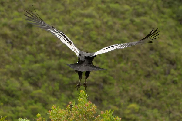 Condor 이륙 — 스톡 사진