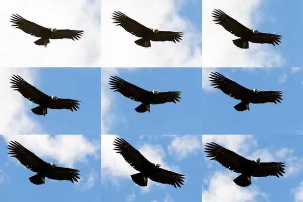 Andean Condor Flight Sequence — 图库照片