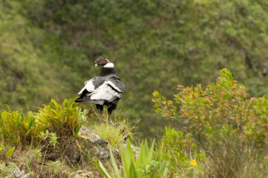 Male Condor