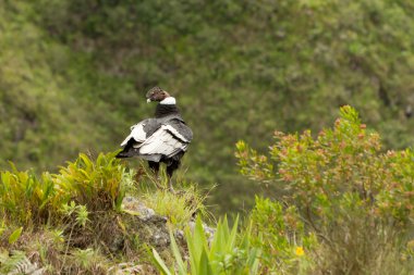 Male Condor clipart