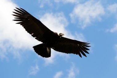 Andean Condor clipart