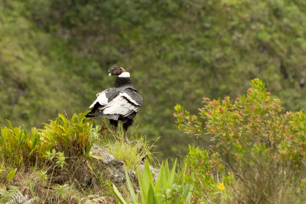 Male Condor — Stock Photo, Image