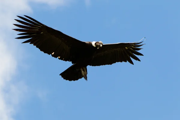 Andský kondor — Stock fotografie