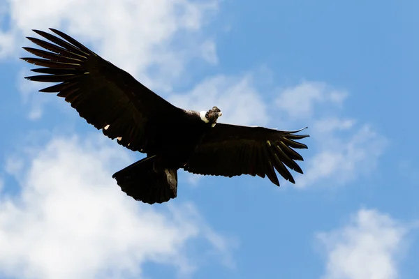 Condor andino — Fotografia de Stock
