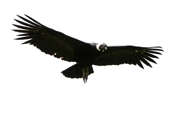 Condor andino isolado — Fotografia de Stock