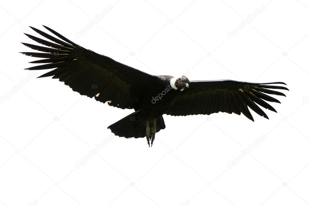 Andean Condor Isolated