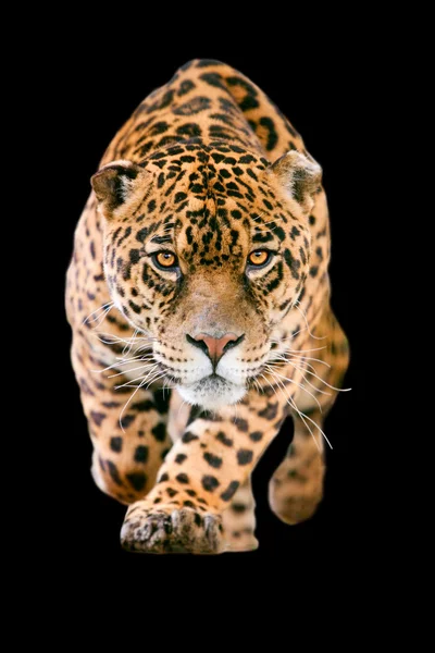 Jaguar gato isolado em preto — Fotografia de Stock
