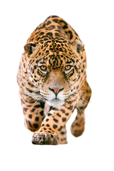 Wild Jaguar Cat Isolated On White — Zdjęcie stockowe