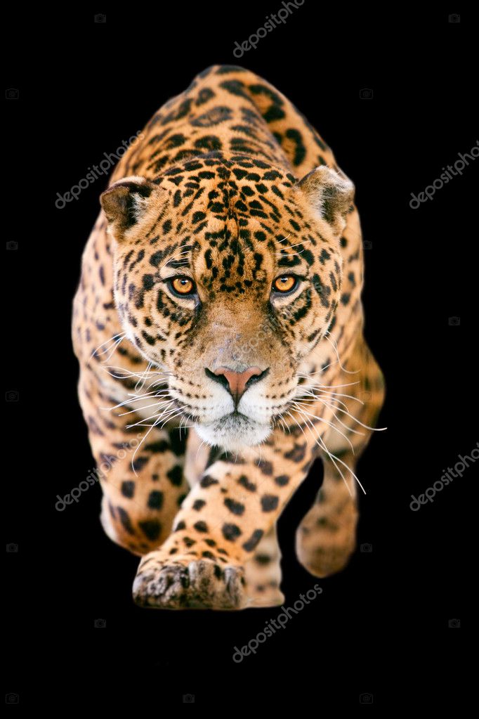 black jaguar animal running