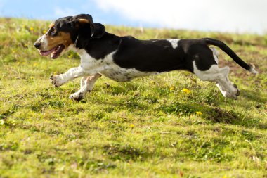 Dog Panorama