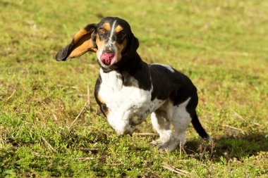 komik basset hound