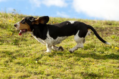 Basset Hound Full Speed