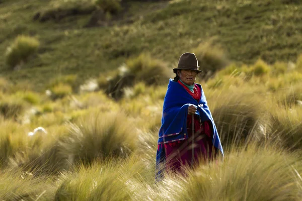 stock image Andean peasant