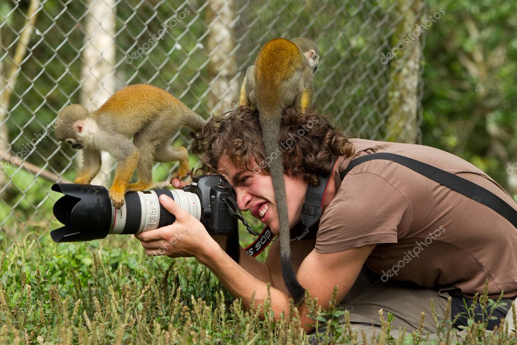 La casa de los monos fotos de stock, imágenes de La casa de los monos sin  royalties | Depositphotos