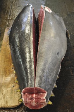 Body of tuna clipart