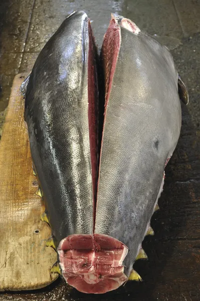 Body of tuna — Stock Photo, Image