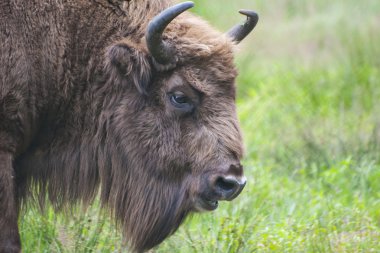 European bison clipart