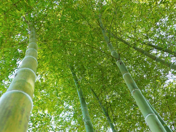 Bamboebos omhoog — Stockfoto