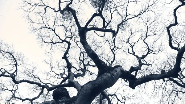 Драматическое дерево — стоковое фото