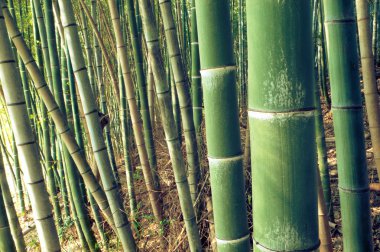 Yeşil Bambu Ormanı