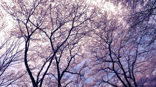 Blossom cherries — Stock Photo, Image