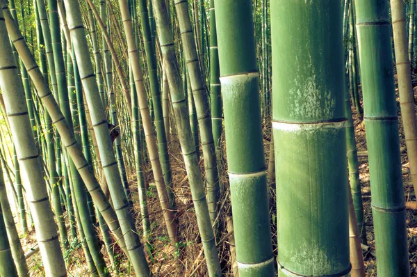 Grüner Bambuswald — Stockfoto