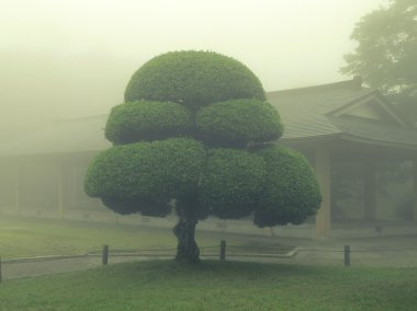 Japonca park ağaç