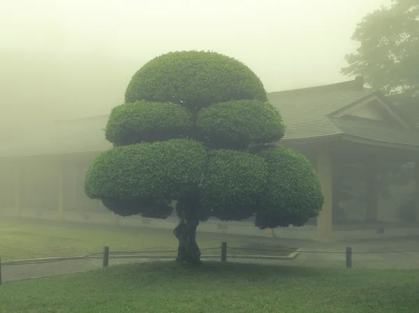 Ιαπωνικά πάρκο δέντρο — Φωτογραφία Αρχείου