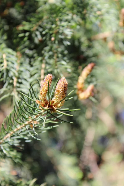 Spruce strobile — Stock Photo, Image