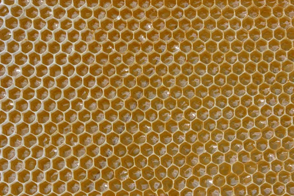 Медовые соты с медом — стоковое фото