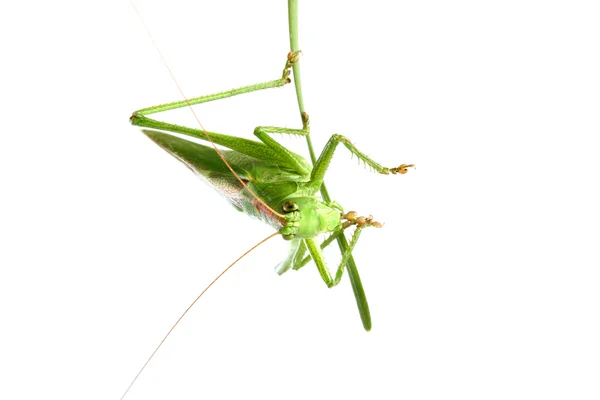 Grasshopper on a stalk isolated — Stock Photo, Image