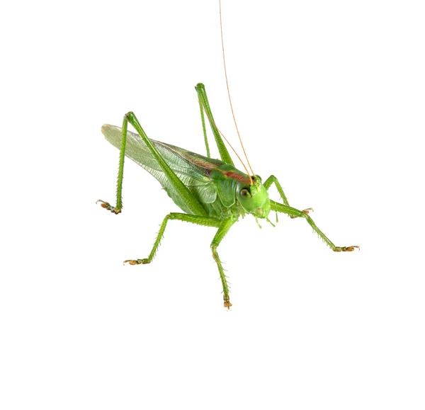 Grasshopper na białym tle Zdjęcie Stockowe