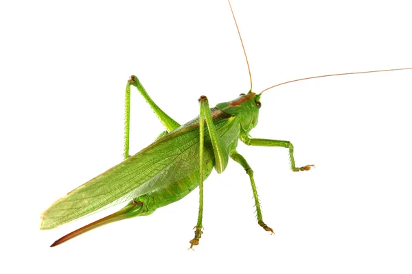 Grasshopper na białym tle Obrazy Stockowe bez tantiem