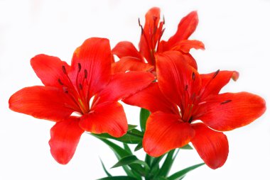 Bunch of lily isolated on white clipart