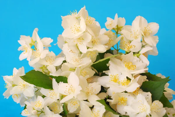 Bunch of jasmine — Stock Photo, Image