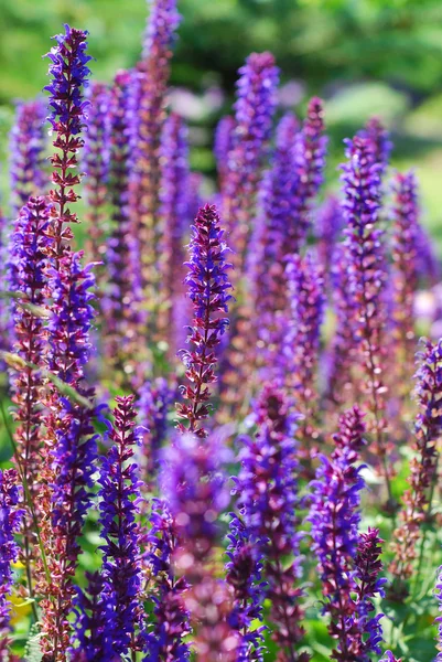 Fleurs violettes de salvia dans le jardin — Photo