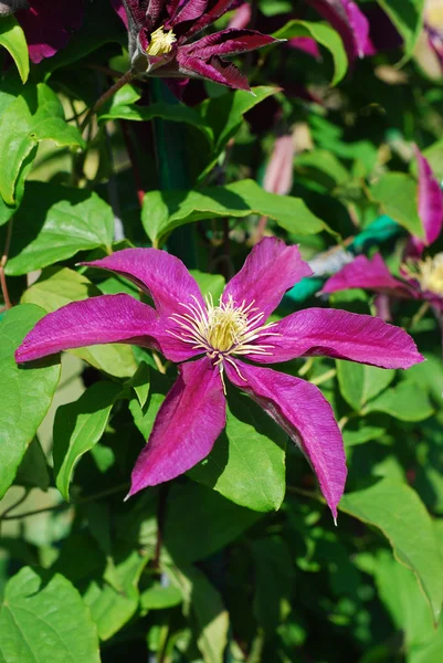 Clematis pourpre — Photo
