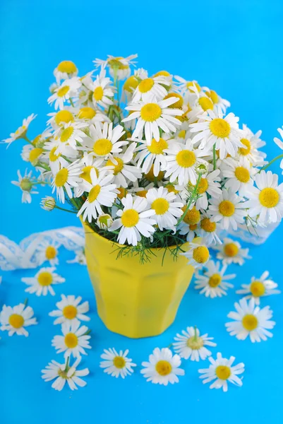 Bouquet de camomille — Photo