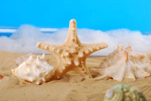 Conchas marinas en la playa — Foto de Stock