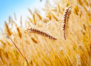 Wheat Field clipart