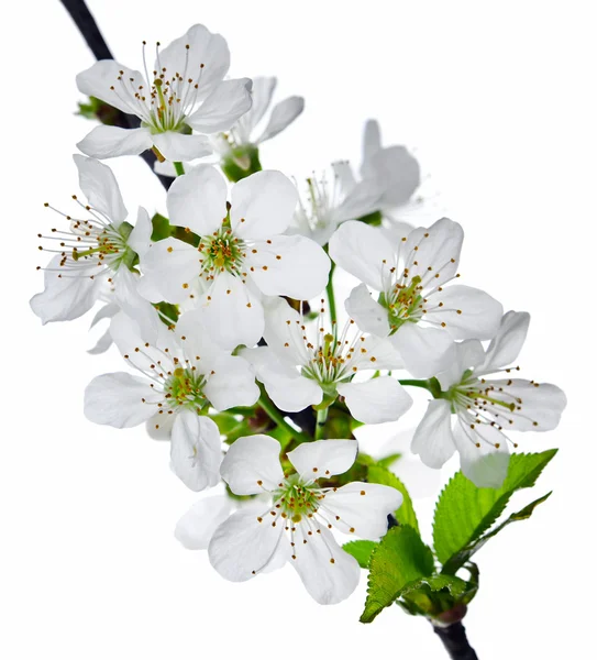 stock image Cherry Flowers