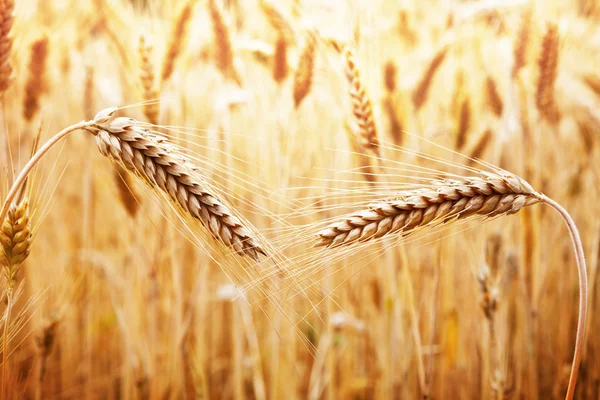 Field Of Wheat — Stock Photo, Image