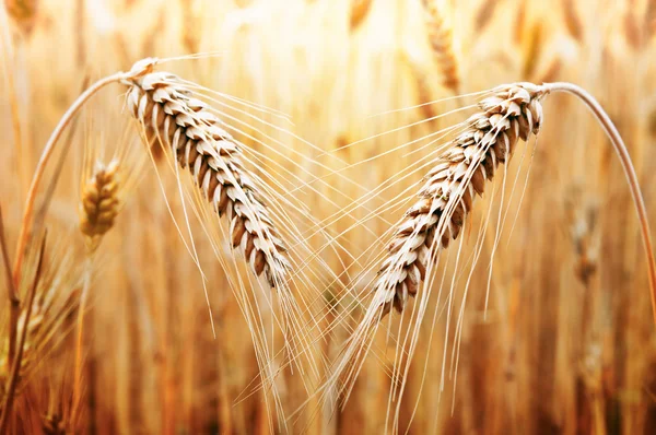 Gold Wheat — Stock Photo, Image