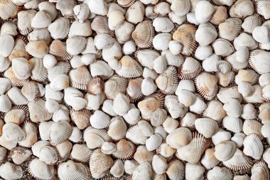 Natural Seashells clipart