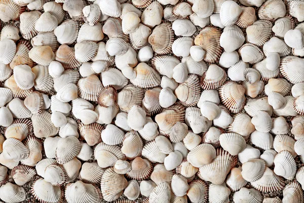 Természetes tengeri kagylókból — Stock Fotó