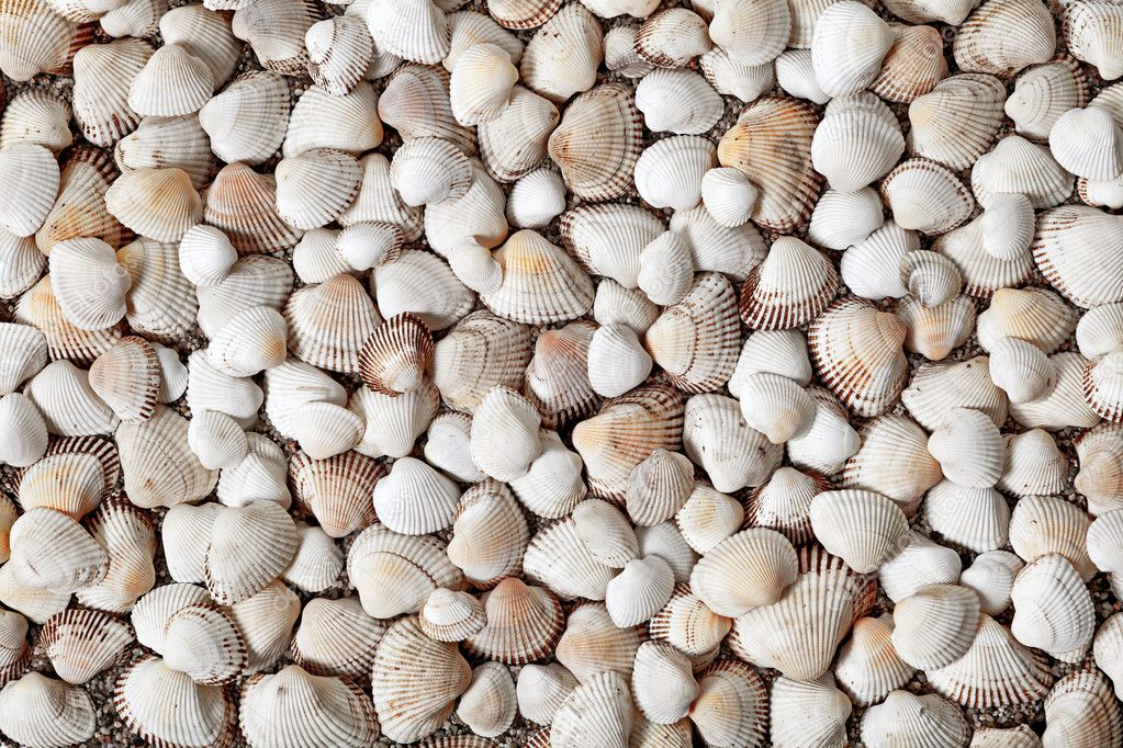 Natural Seashells