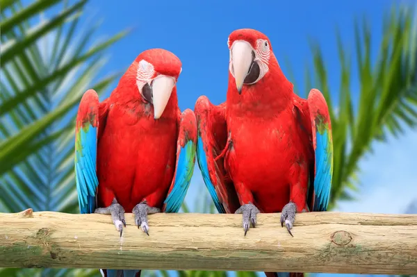 Попугаи ара — стоковое фото