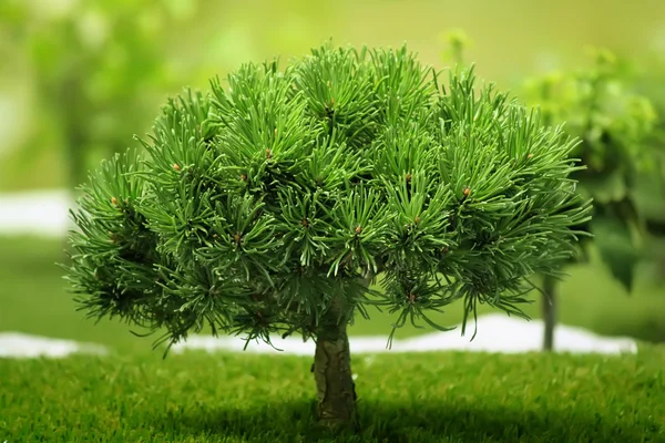 Small tree — Stock Photo, Image