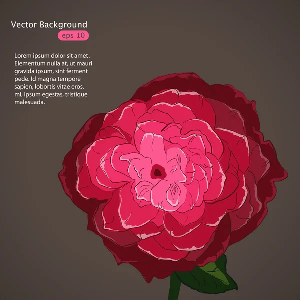 Rosa. — Vector de stock