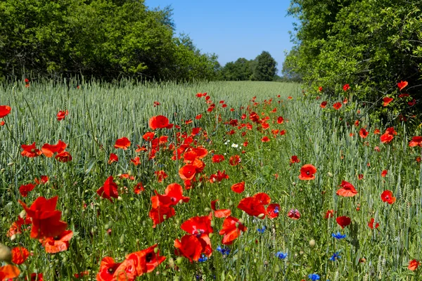 stock image Landscape with rye field and poppies